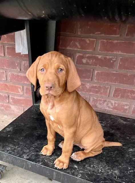 Vizsla Puppies