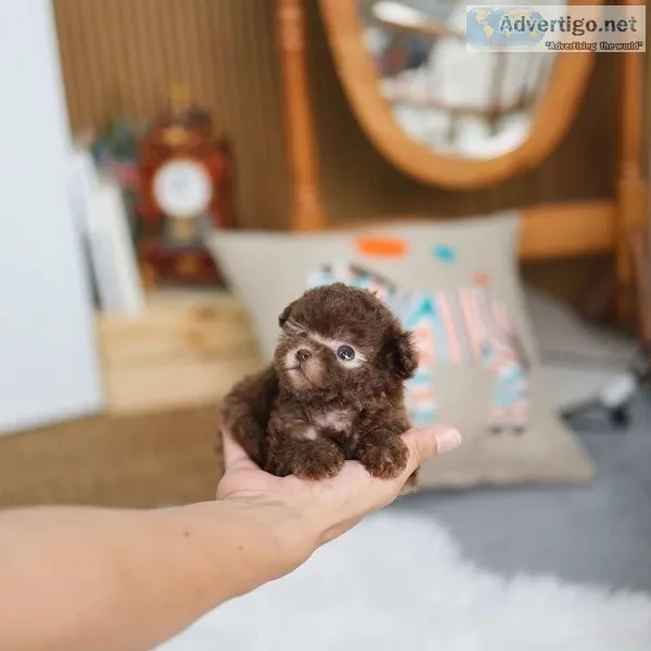 Adorable Poodle is here