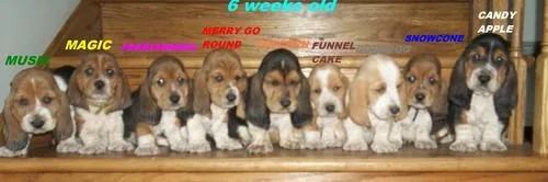 7 Basset Hound Puppies
