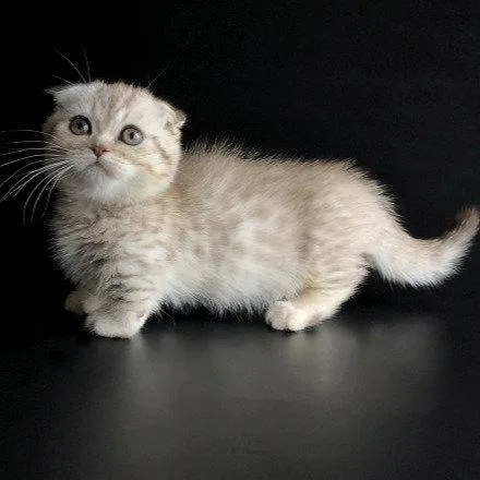 Munchkin shorthair kitties for sale