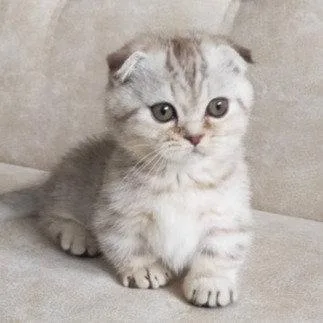 Munchkin shorthair kitties for sale