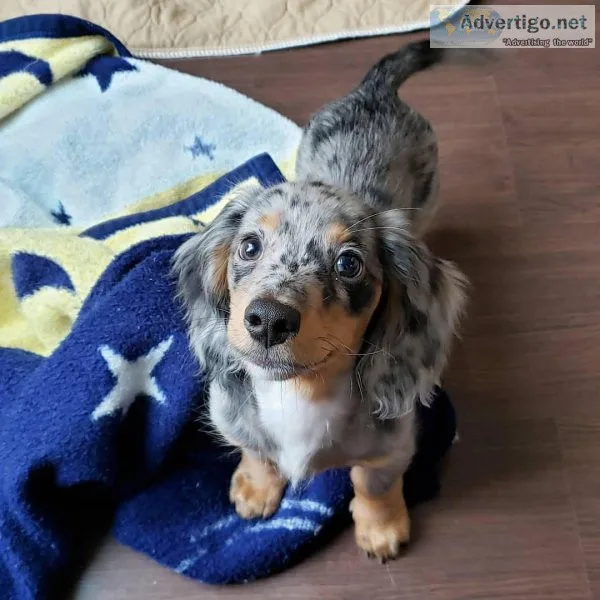 Cute And Playful Dachshunds Puppies For Adoption