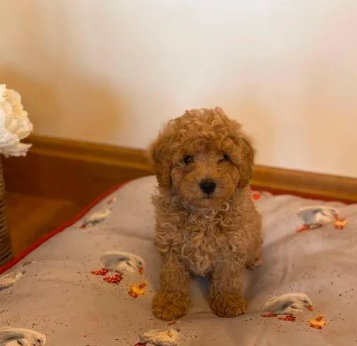 Miniature Poodle PUPPIES