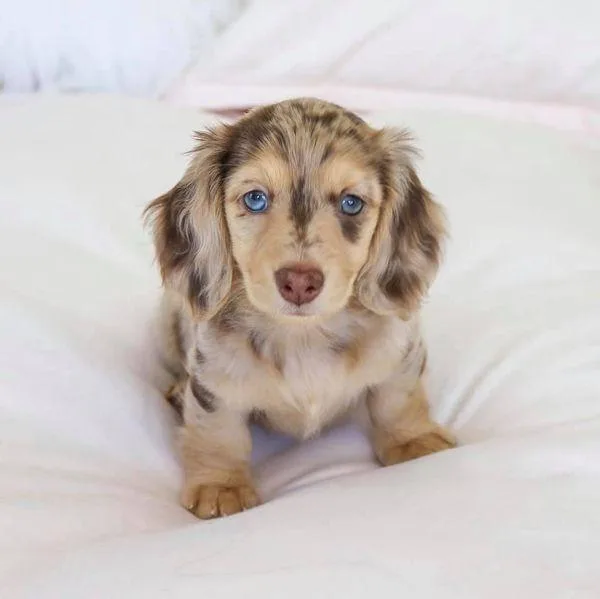 Charming Dachshunds  Puppies