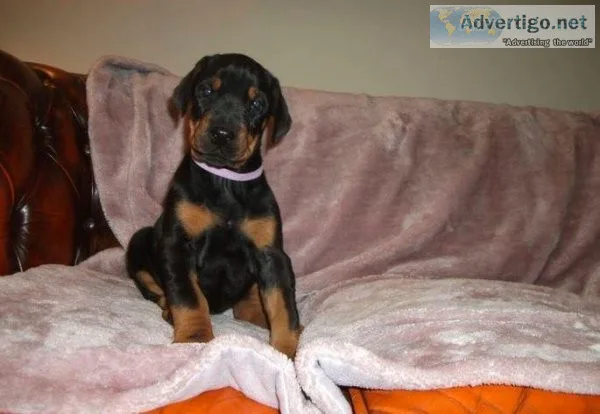 Quality Doberman Puppies