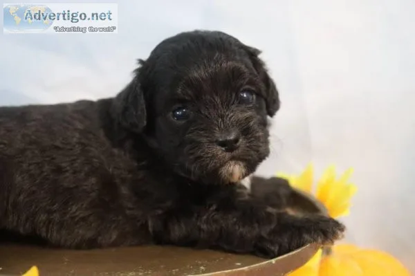 Tacoma male Shihpoo