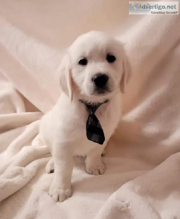 West Coast Golden Retriever puppies