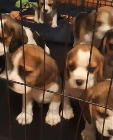 These Beagle pups