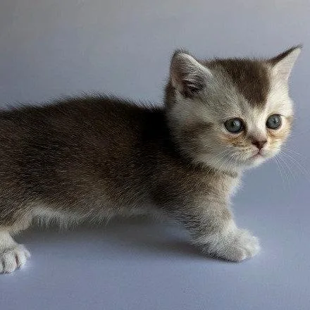 Munchkin shorthair kitties for sale
