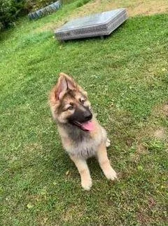 straight back German shepherd pups