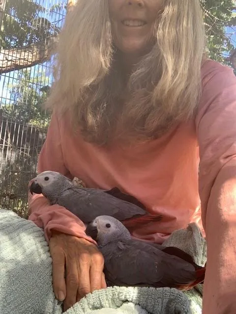 Charming African Grey Congo Parrot