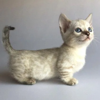 Munchkin shorthair kitties for sale