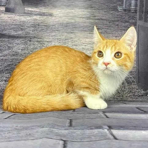 Munchkin shorthair kitties for sale