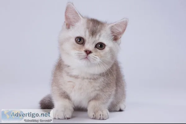 Munchkin shorthair kitties for sale