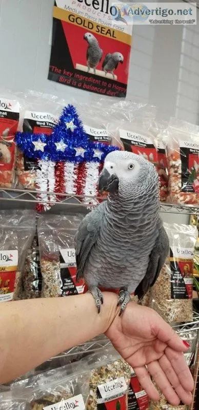 Gorgeous silly cuddly tame African grey baby