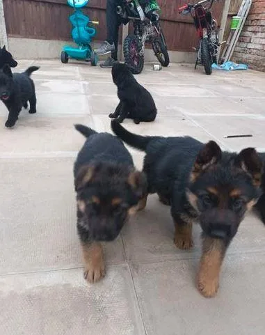 Our German Shepherd puppies