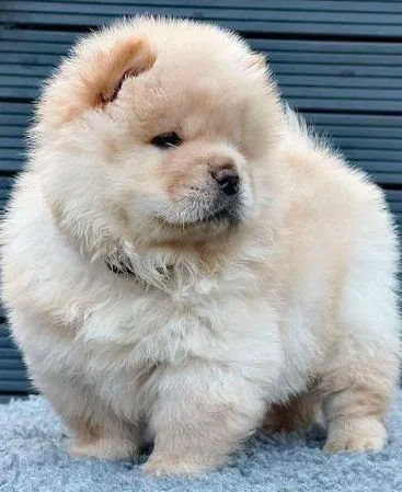 litters of chow chow puppies