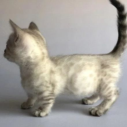 Munchkin shorthair kitties for sale