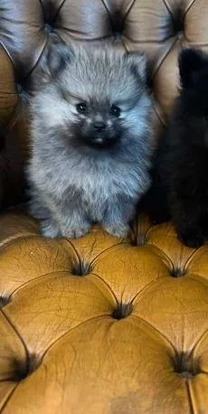 world-class Pomeranians for sale