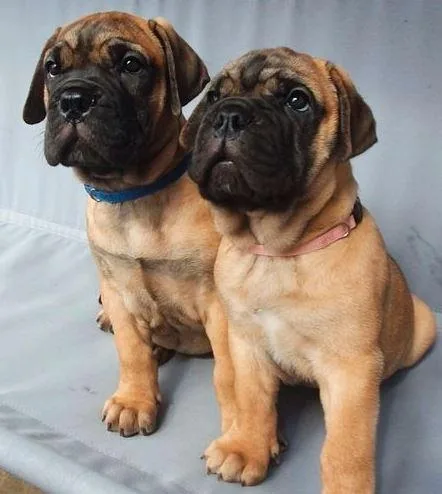 Akc registered Bullmastiff puppies