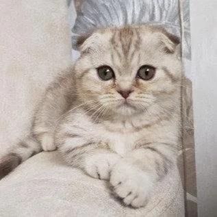 Munchkin shorthair kitties for sale