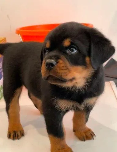 champion bloodline Rottweiler puppies