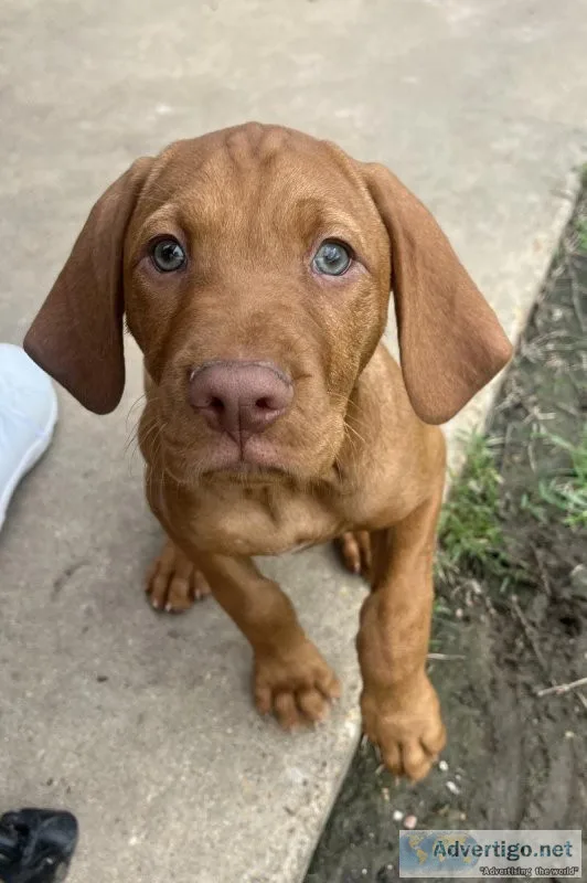 Vizsla Puppies