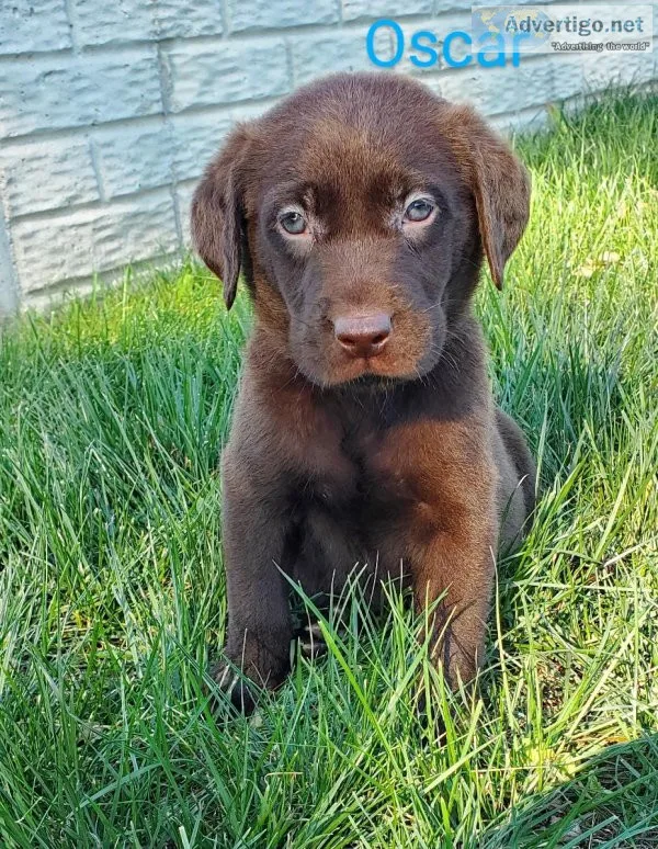 Labrador Retriever