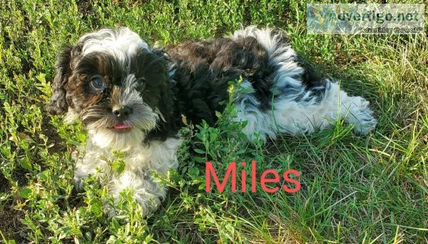Shihpoo