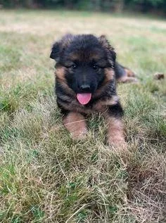 This German Shepherd pupies