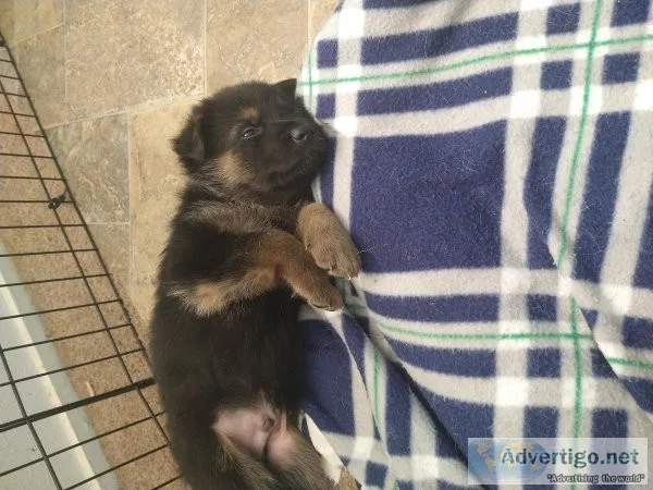 German shepherd puppies