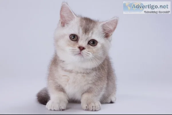 Munchkin shorthair kitties for sale