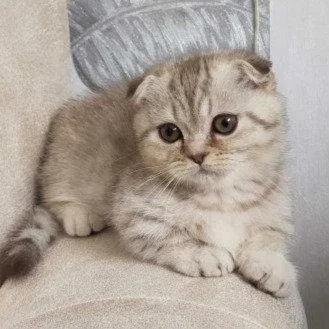 Munchkin shorthair kitties for sale