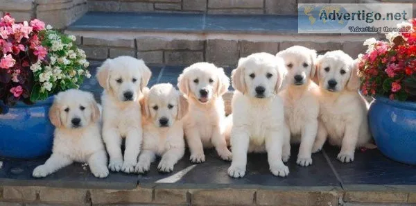 Health Tested KC Reg Golden Retriever Puppies