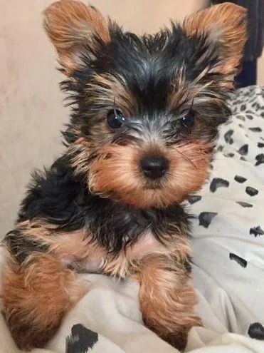 T-cup Yorkshire terrier puppies