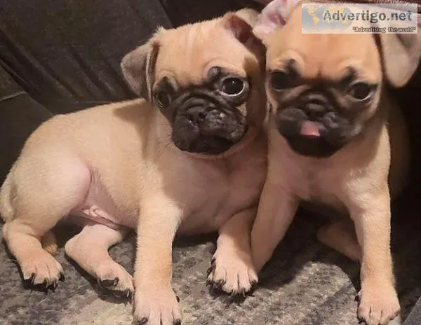 pug puppies 1 black 2 fawn