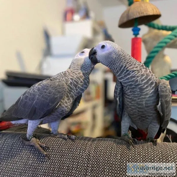 Friendly male and female Congo African Grey Parrots