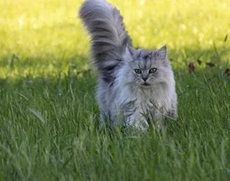 Persian cat price in Kolkata