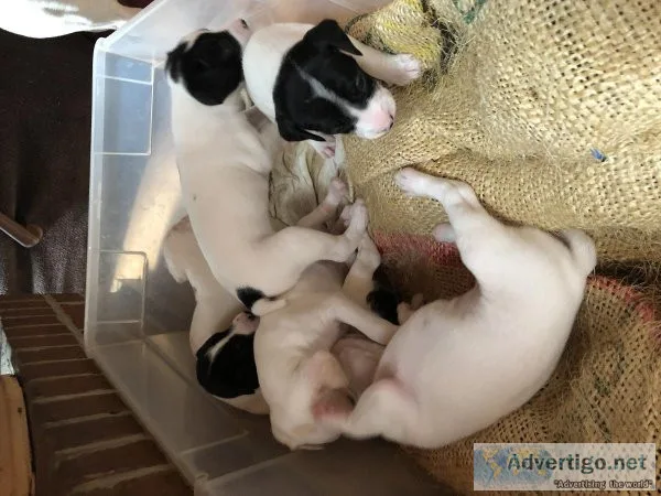 Jack Russell Puppies