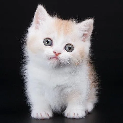 Munchkin shorthair kitties for sale