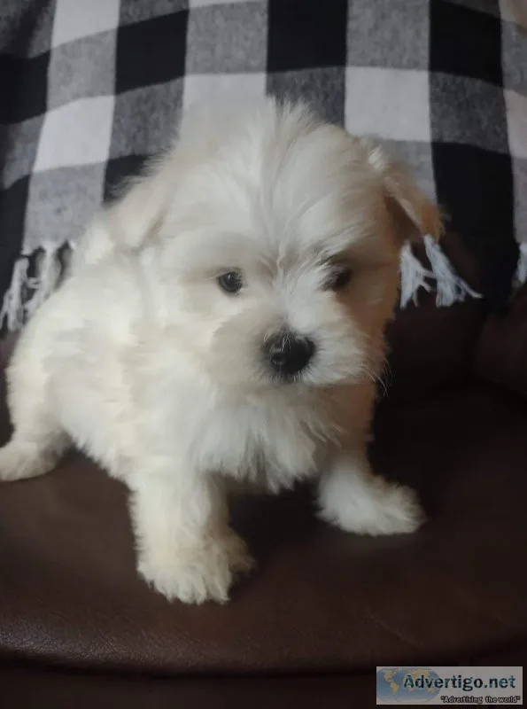A.K.C. Purebred Maltese Puppies For Sale