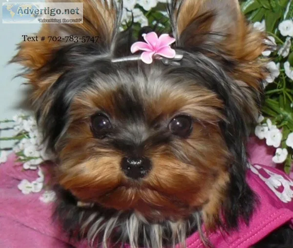 Maltipoo puppies