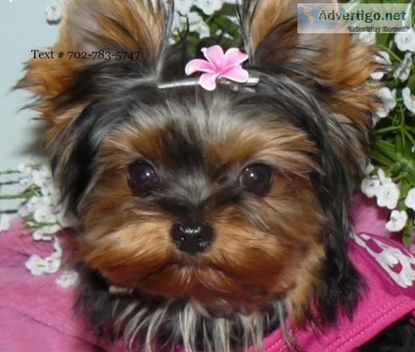 AKC yorkie s charting between 2 and 2.5 pounds.