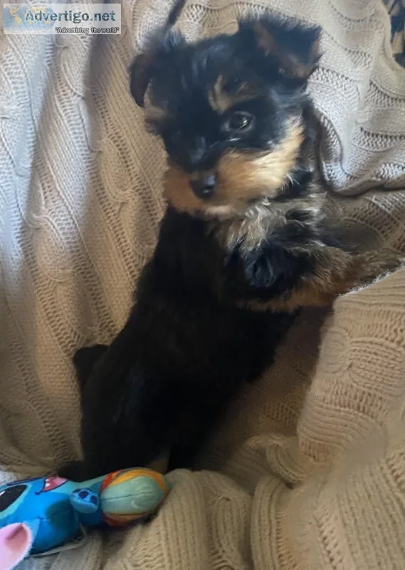 Yorkie puppies