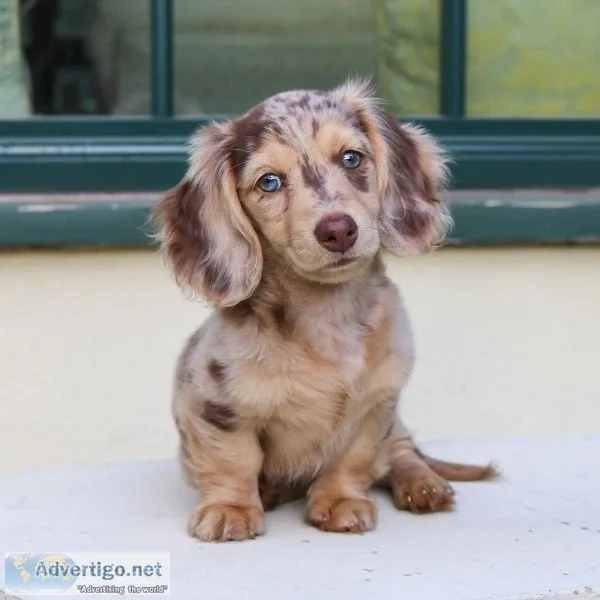 Kids Loving Dachshunds Puppy.