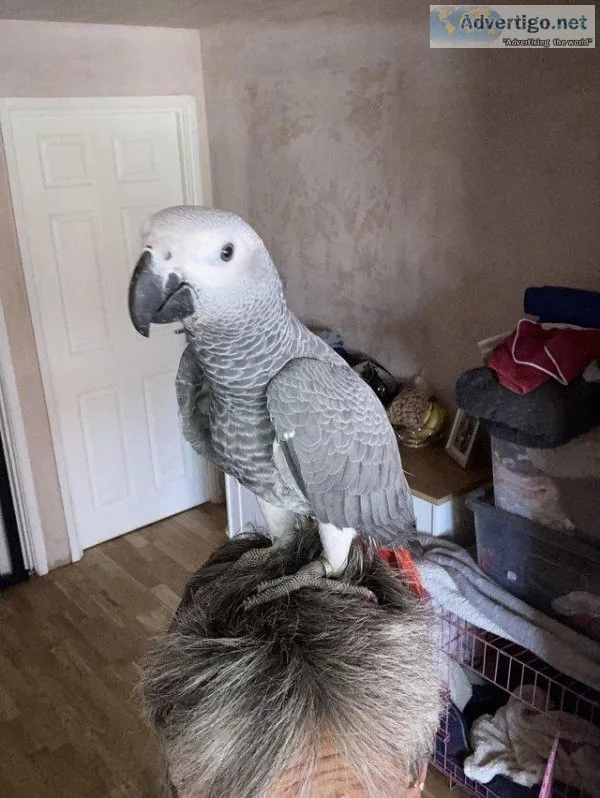 Handreared African grey parrot