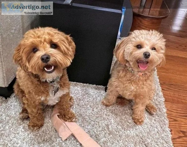 Maltipoo Puppy