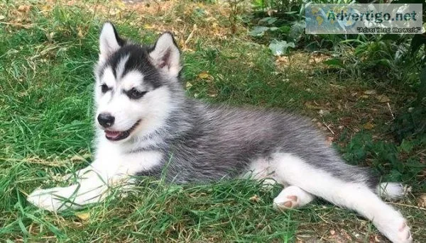 Pure Siberian Husky Puppies