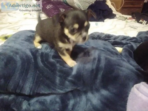Purebred teacup chihuahuas