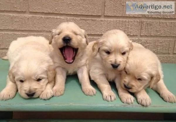 Golden Retriever puppies for sale